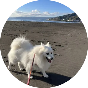海辺で散歩する白い犬